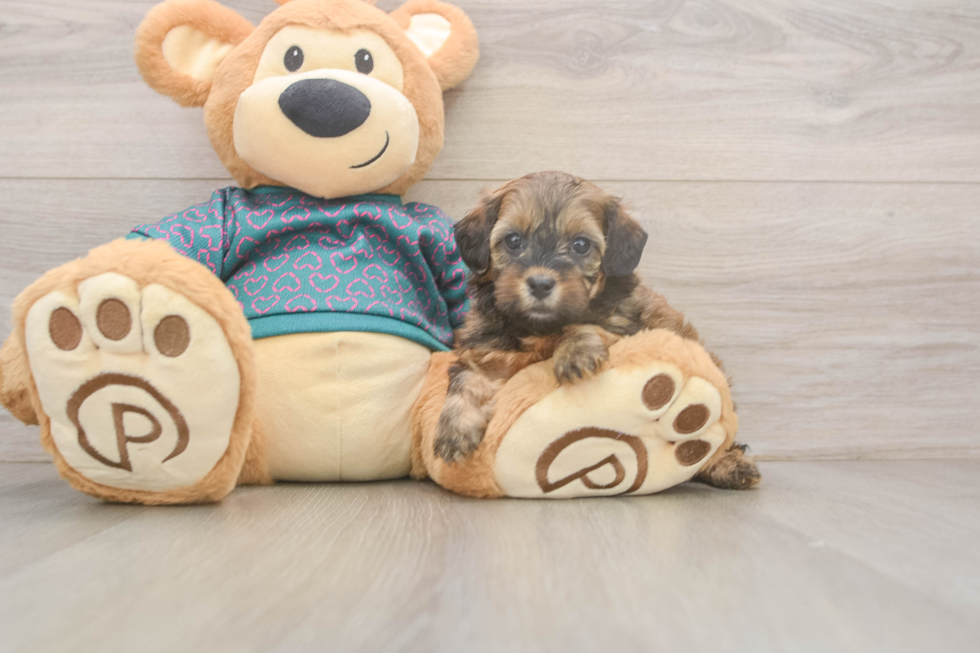 Best Shih Poo Baby