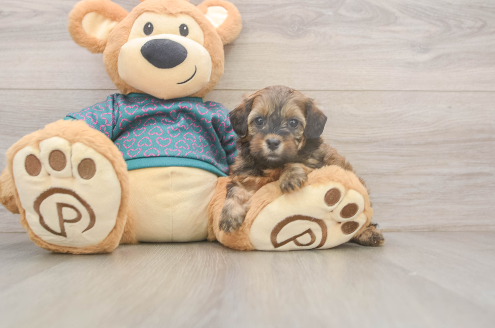 5 week old Shih Poo Puppy For Sale - Pilesgrove Pups