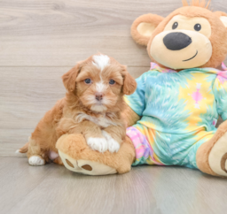 5 week old Shih Poo Puppy For Sale - Pilesgrove Pups