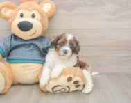 5 week old Shih Poo Puppy For Sale - Pilesgrove Pups