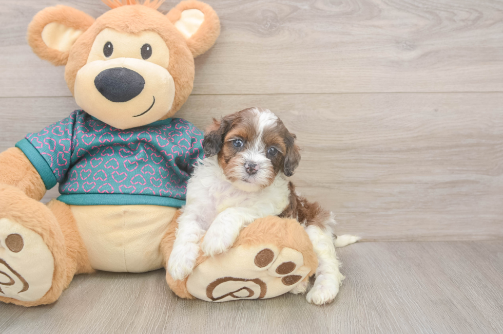 5 week old Shih Poo Puppy For Sale - Pilesgrove Pups