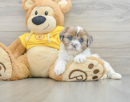 6 week old Shih Poo Puppy For Sale - Pilesgrove Pups