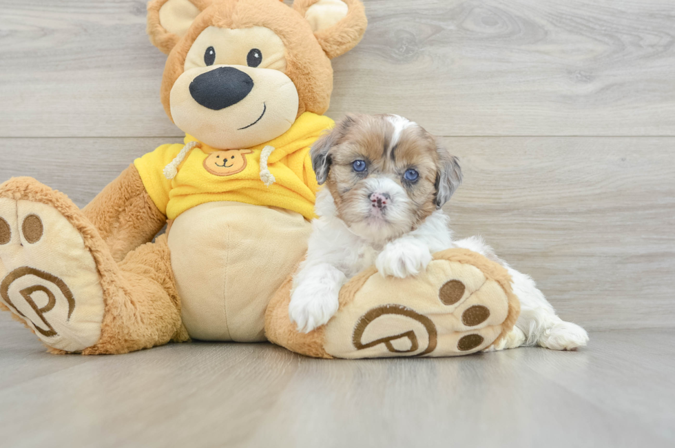 6 week old Shih Poo Puppy For Sale - Pilesgrove Pups