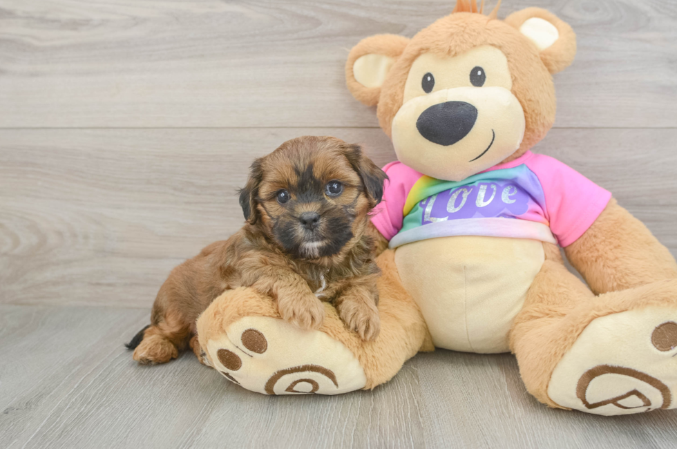 5 week old Shih Poo Puppy For Sale - Pilesgrove Pups