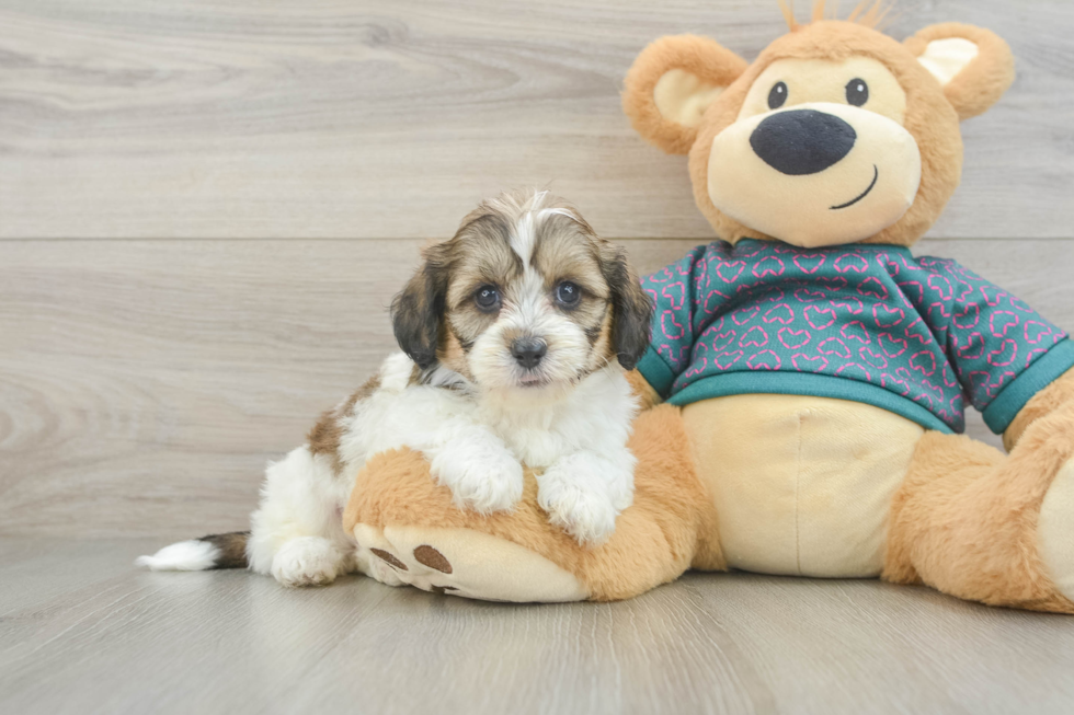 Playful Shihpoo Poodle Mix Puppy