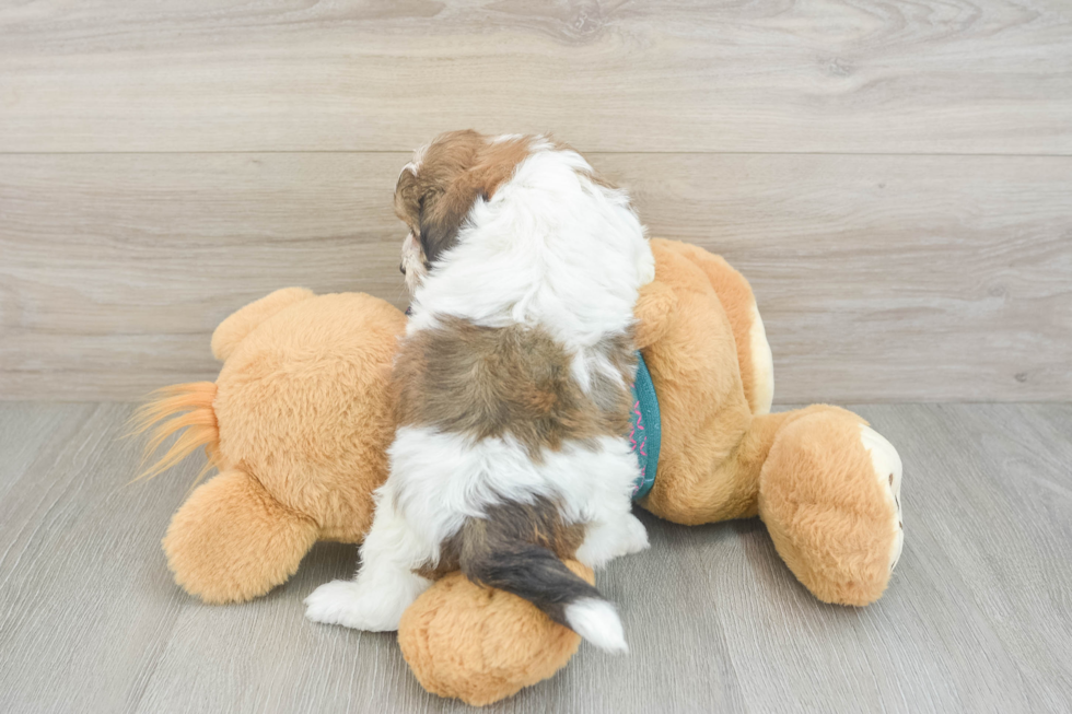 Fluffy Shih Poo Poodle Mix Pup