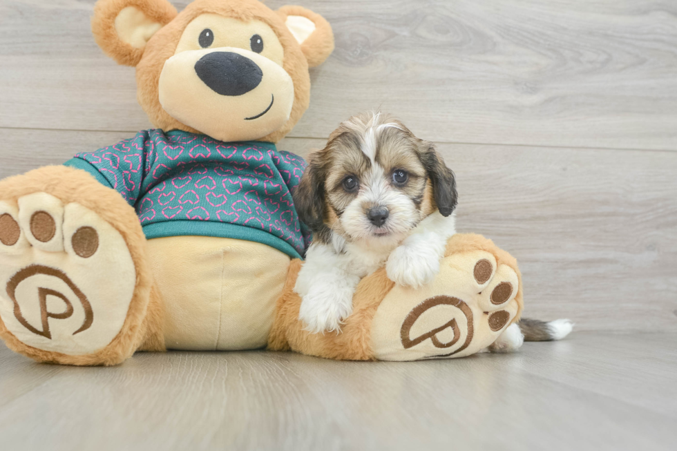 Petite Shih Poo Poodle Mix Pup