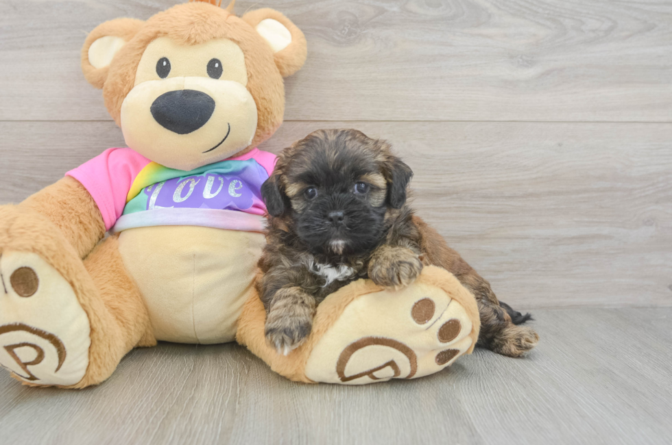 5 week old Shih Poo Puppy For Sale - Pilesgrove Pups
