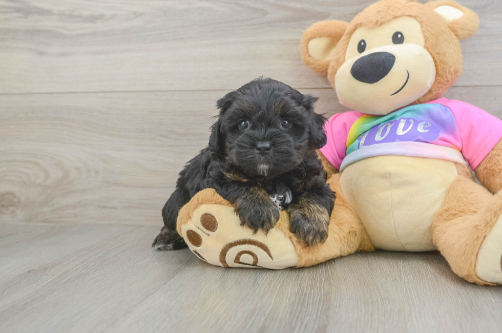 5 week old Shih Poo Puppy For Sale - Pilesgrove Pups
