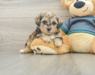 6 week old Shih Poo Puppy For Sale - Pilesgrove Pups