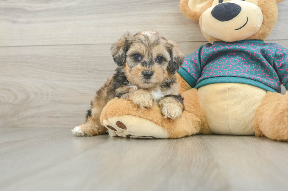 5 week old Shih Poo Puppy For Sale - Pilesgrove Pups