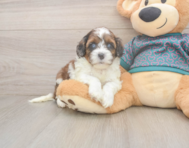 5 week old Shih Poo Puppy For Sale - Pilesgrove Pups