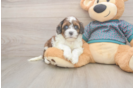 Happy Shih Poo Baby