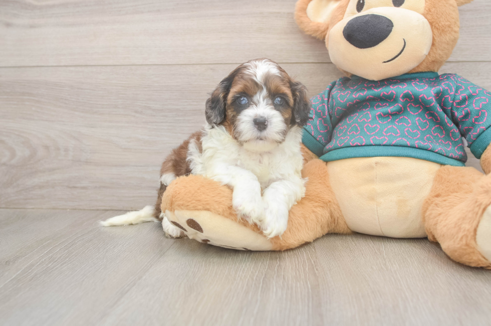 5 week old Shih Poo Puppy For Sale - Pilesgrove Pups