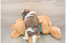 Funny Shih Poo Poodle Mix Pup