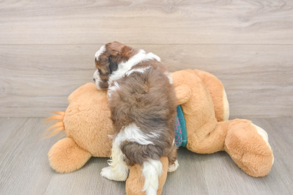 Funny Shih Poo Poodle Mix Pup