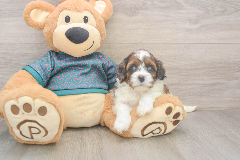 Shih Poo Pup Being Cute