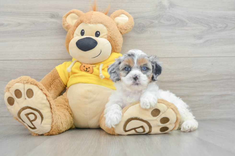 6 week old Shih Poo Puppy For Sale - Pilesgrove Pups