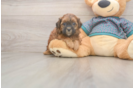 Shih Poo Pup Being Cute