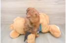 Energetic Shih Poo Poodle Mix Puppy