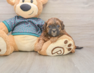 5 week old Shih Poo Puppy For Sale - Pilesgrove Pups