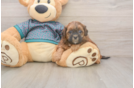 Best Shih Poo Baby