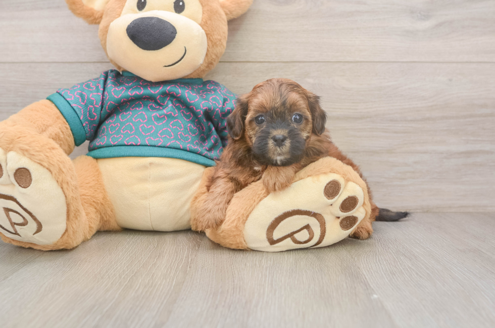 5 week old Shih Poo Puppy For Sale - Pilesgrove Pups