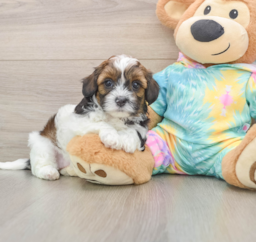 6 week old Shih Poo Puppy For Sale - Pilesgrove Pups