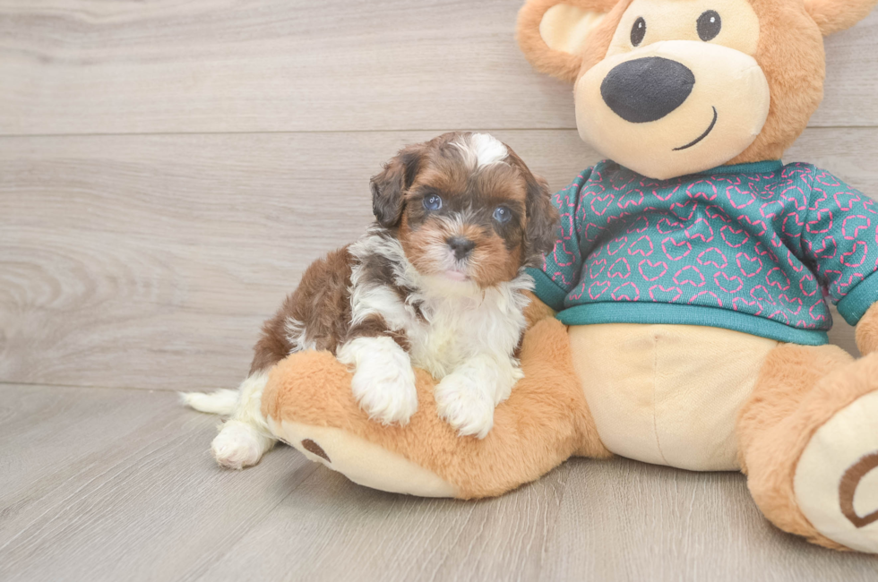 5 week old Shih Poo Puppy For Sale - Pilesgrove Pups