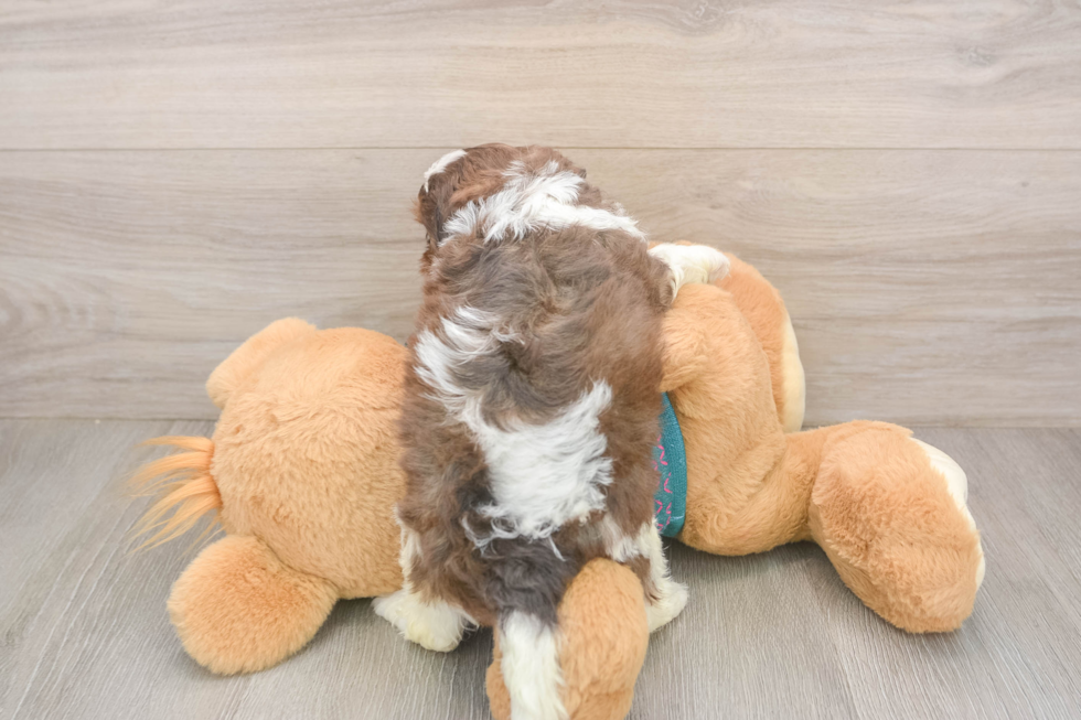 Friendly Shih Poo Baby