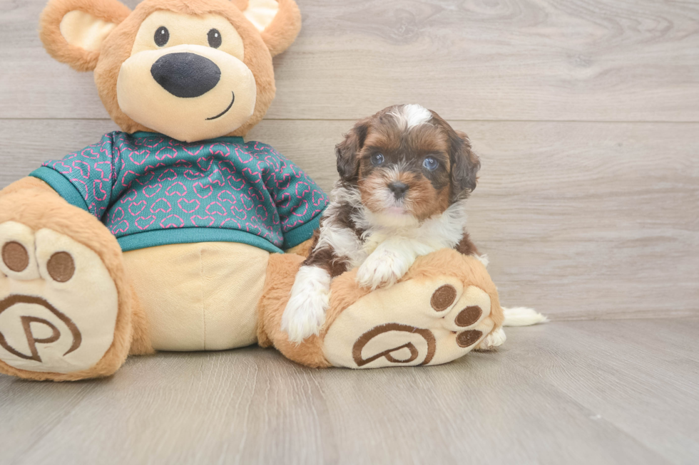 Adorable Shih Poo Poodle Mix Puppy