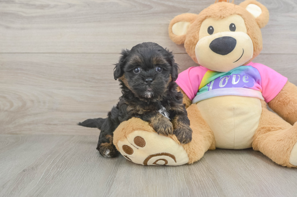 5 week old Shih Poo Puppy For Sale - Pilesgrove Pups