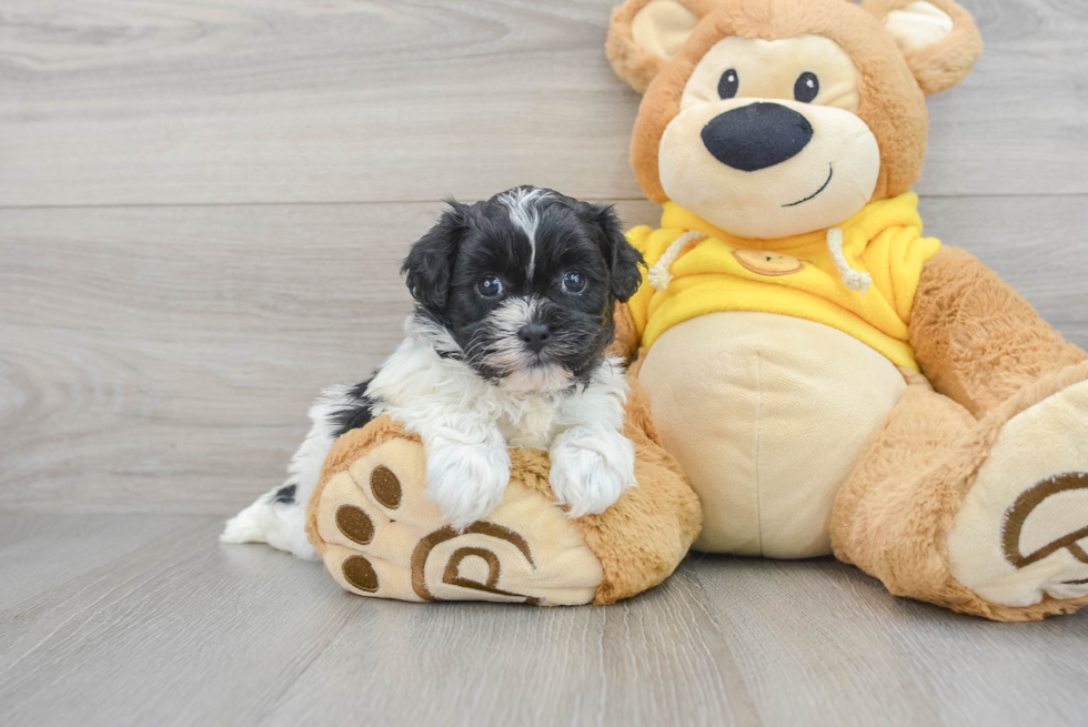 Fluffy Shih Poo Poodle Mix Pup