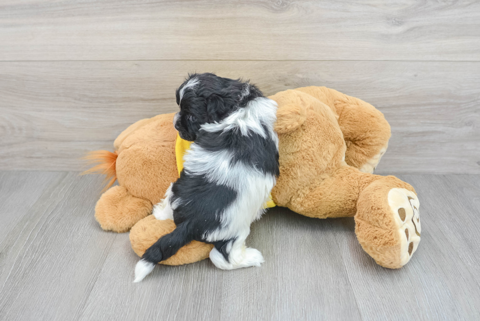 Shih Poo Puppy for Adoption