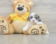 9 week old Shih Poo Puppy For Sale - Pilesgrove Pups