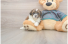 Shih Poo Puppy for Adoption