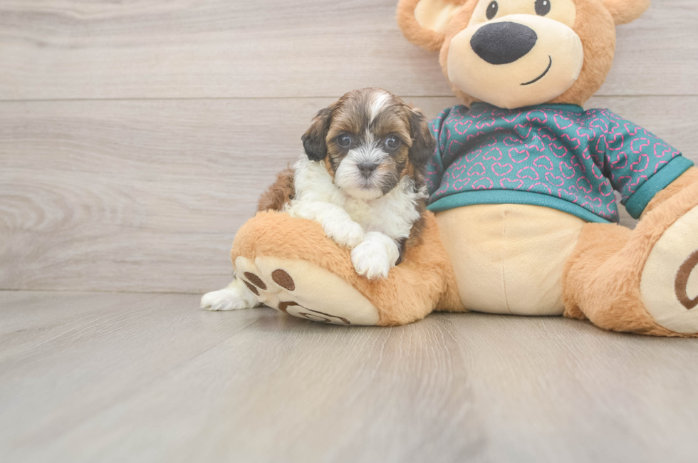 5 week old Shih Poo Puppy For Sale - Pilesgrove Pups
