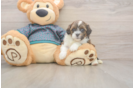 Smart Shih Poo Poodle Mix Pup