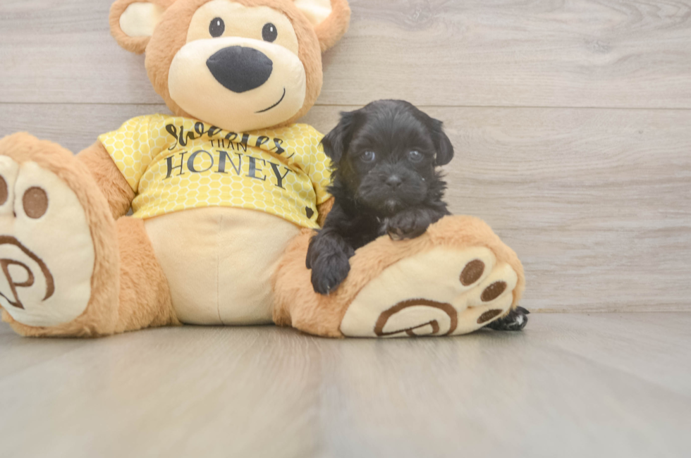 5 week old Shih Poo Puppy For Sale - Pilesgrove Pups