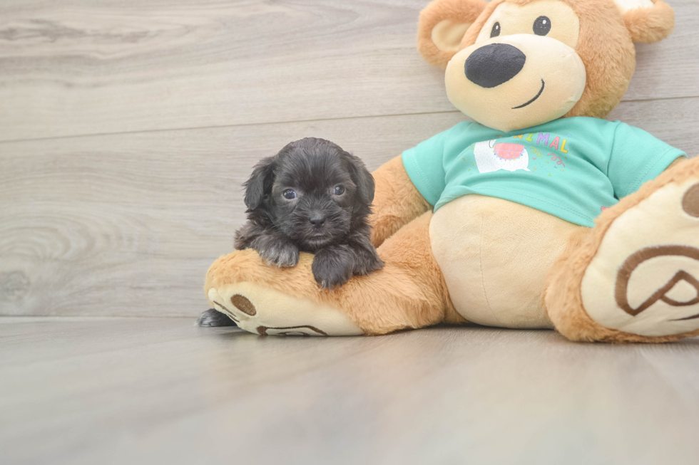 Funny Shih Poo Poodle Mix Pup