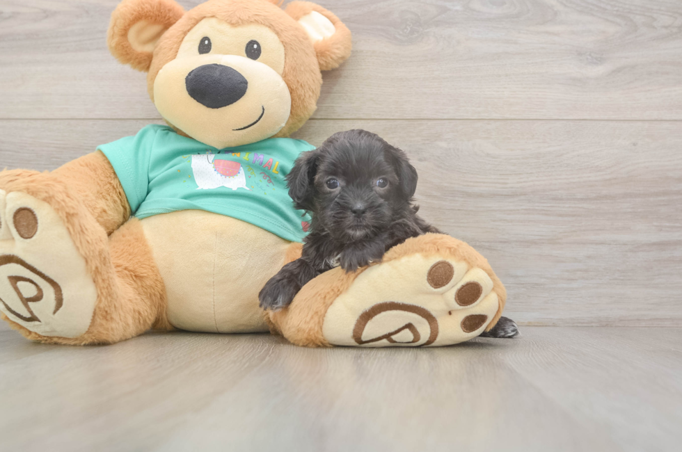 5 week old Shih Poo Puppy For Sale - Pilesgrove Pups