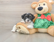 6 week old Shih Poo Puppy For Sale - Pilesgrove Pups