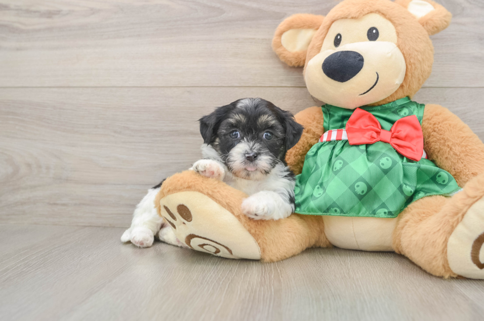 5 week old Shih Poo Puppy For Sale - Pilesgrove Pups