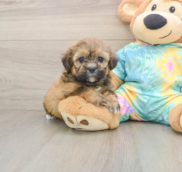 6 week old Shih Poo Puppy For Sale - Pilesgrove Pups