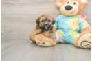 Petite Shih Poo Poodle Mix Pup
