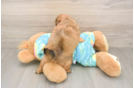 Best Shih Poo Baby