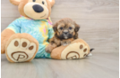 Cute Shih Poo Baby