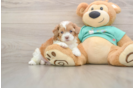 Little Shih Poo Poodle Mix Puppy