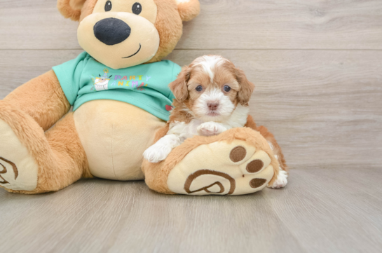 Sweet Shih Poo Baby