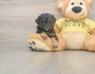 7 week old Shih Poo Puppy For Sale - Pilesgrove Pups